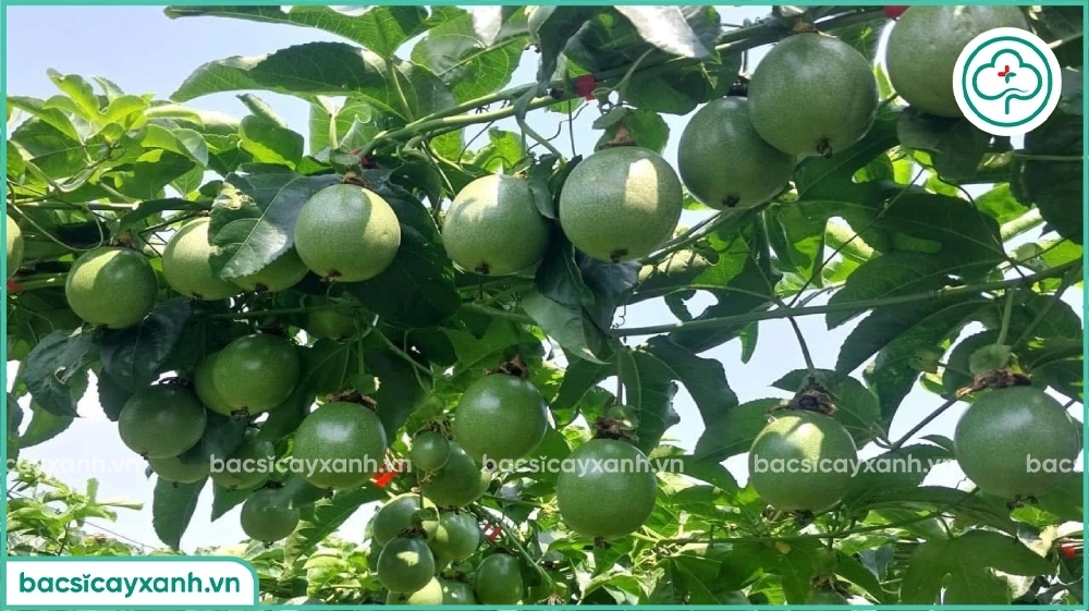Combo dinh dưỡng siêu ra hoa đậu trái